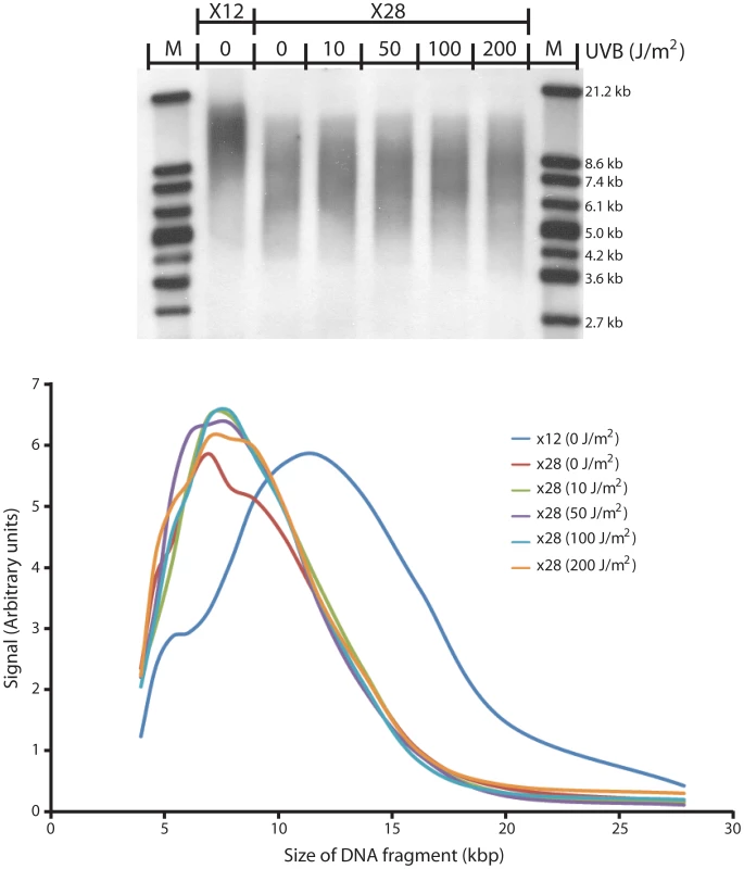 UV does not induce telomere shortening in replicating cells.