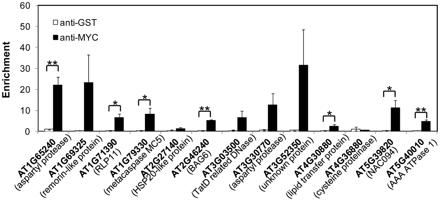 NAC089 binds to the promoter regions of target genes.