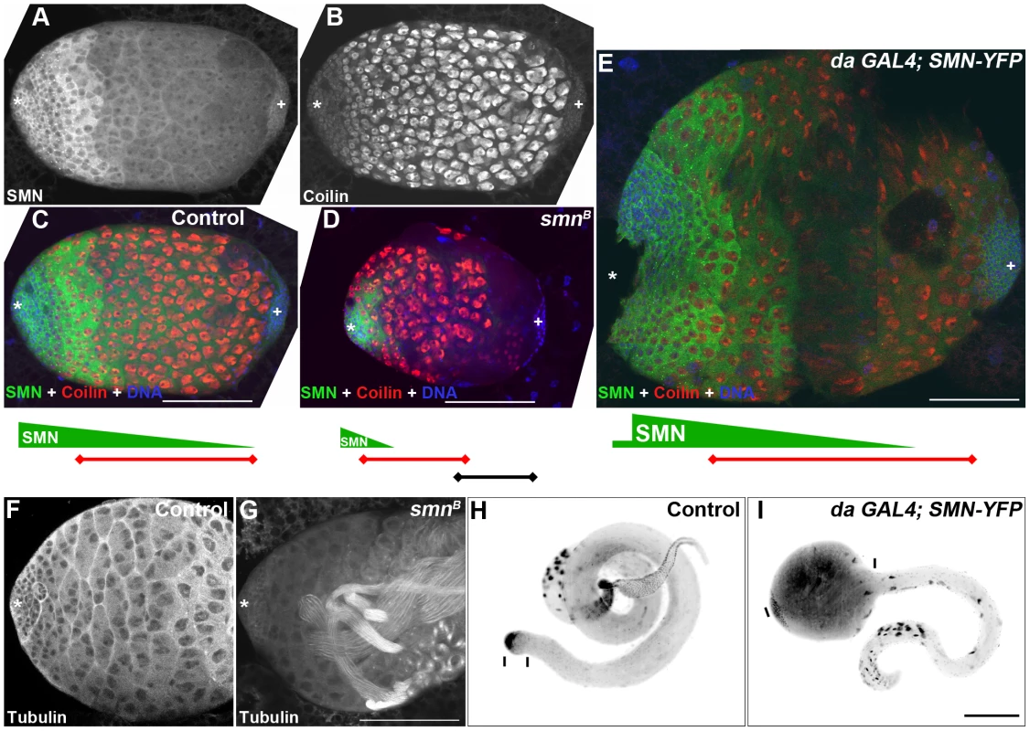 Disruption of the SMN gradient affects differentiation timing in the testis.