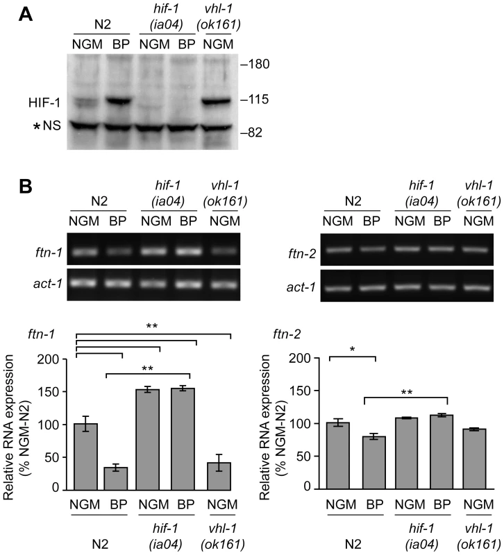 Endogenous <i>ftn-1</i> and <i>ftn-2</i> mRNA expression is regulated by HIF-1.