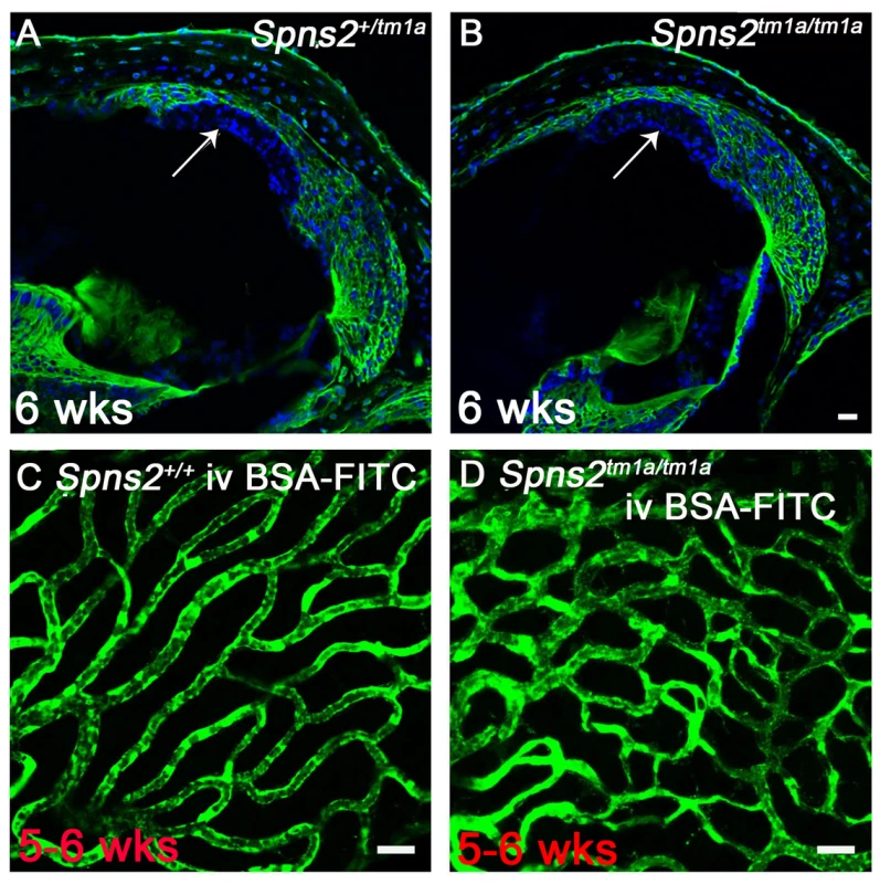 Normal strial integrity and normal permeability of strial capillaries to BSA-FITC.