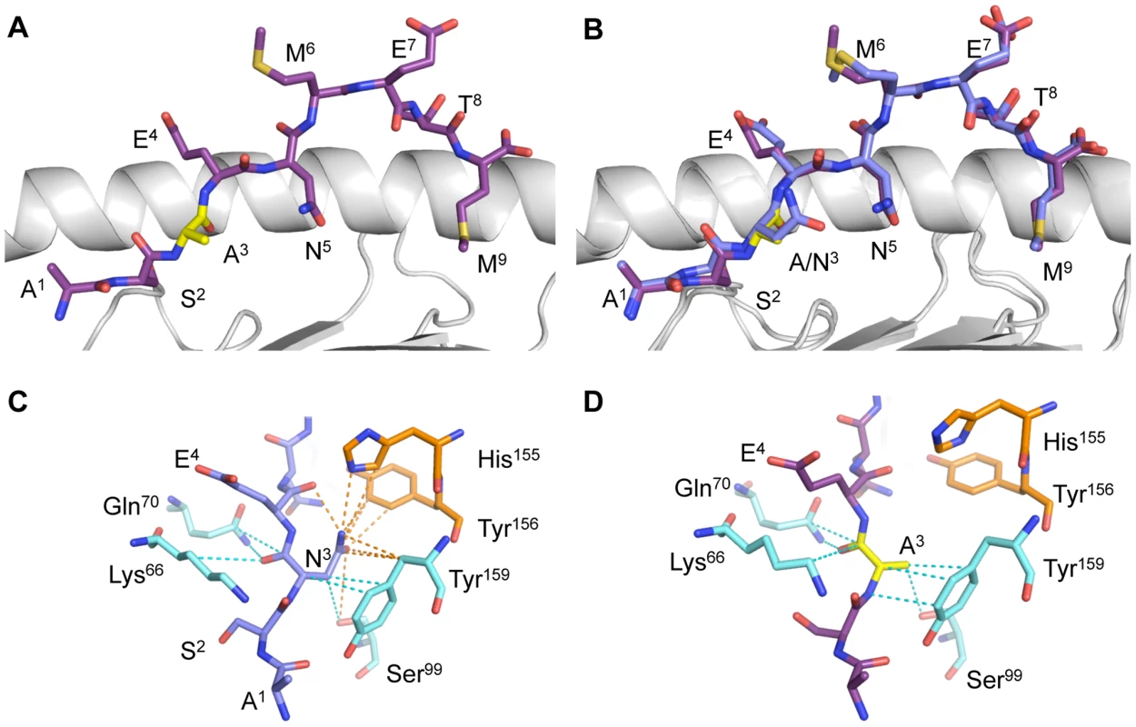 Structure of the D<sup>b</sup>NP<sub>366–374</sub> and D<sup>b</sup>NPN3A complexes.
