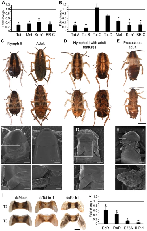 Function of BgTai in <i>Blattella germanica</i> metamorphosis.