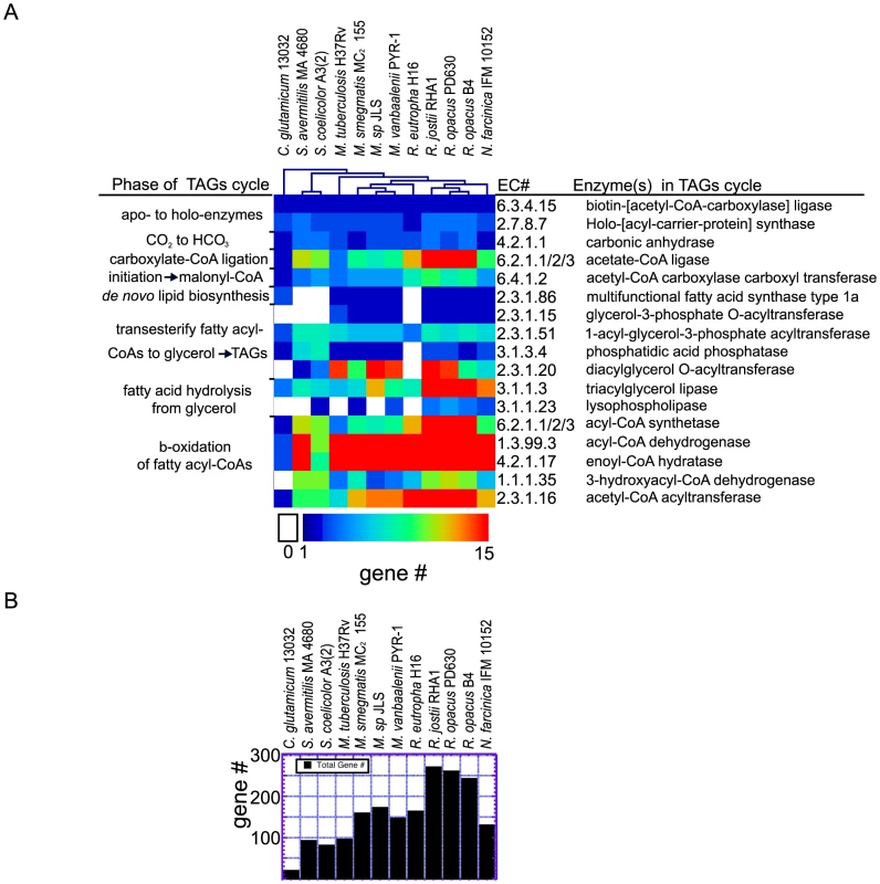Analysis of genes and gene families implicated in the TAGs cycle.