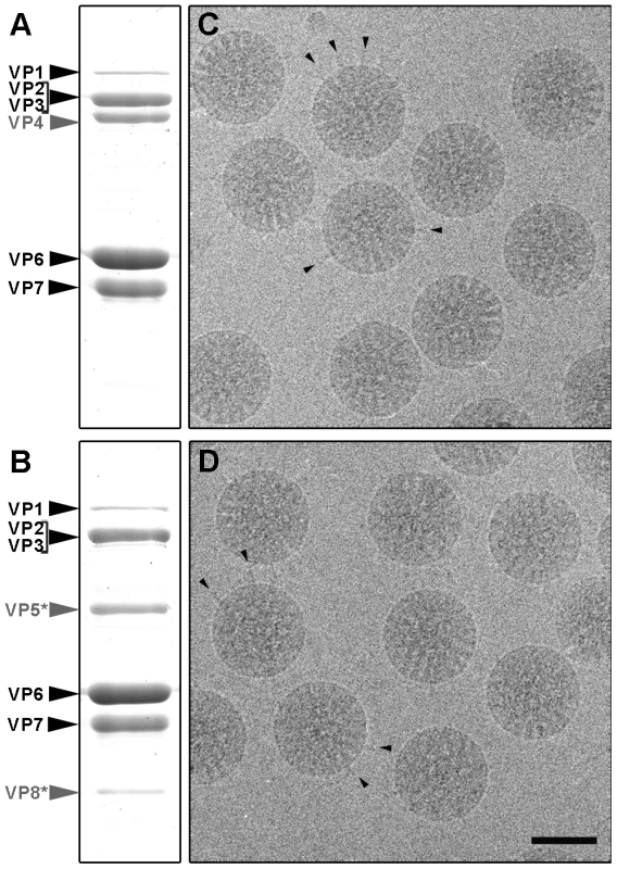 Analysis of SA11 NTR- and TR-TLP by SDS-PAGE and cryo-electron microscopy.