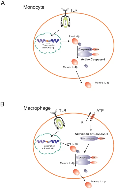 Diagram representing the differential caspase-1/IL-1β activation pathways in monocytes and macrophages.