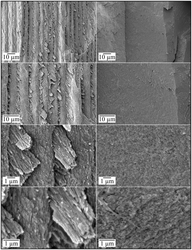 Scanning Electron Micrographs (SEMs) of mineral covering coronal dentin in a molar (#18) split for SEM examination.