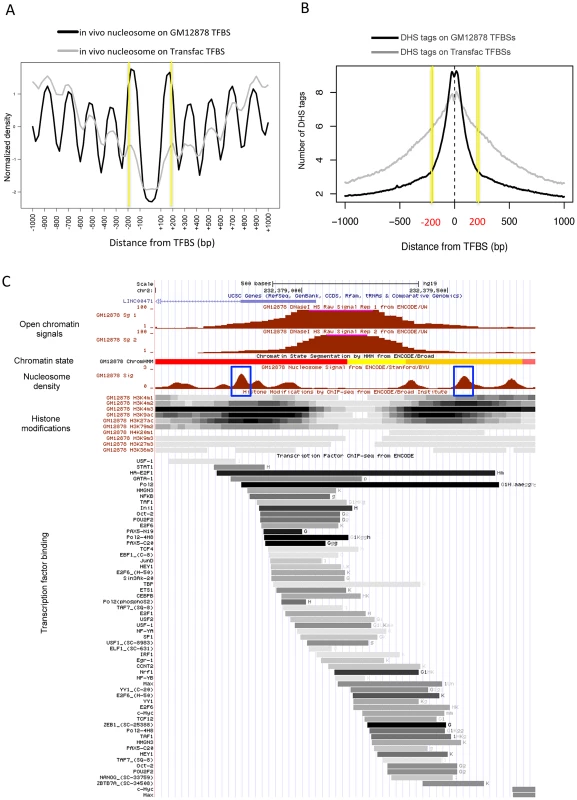 Boundary nucleosome positioning within open chromatin.