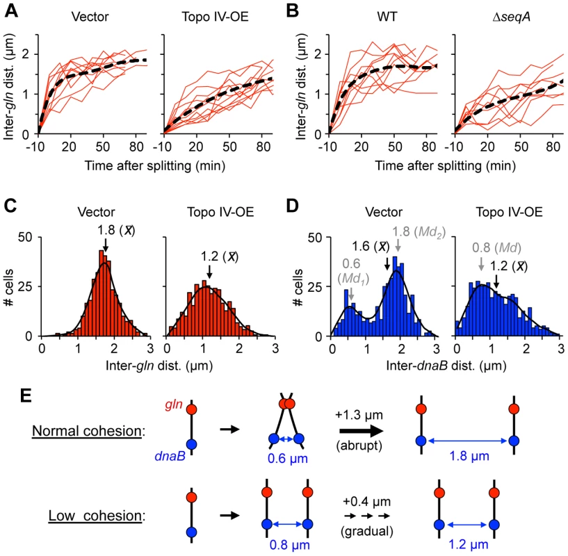 Cells with reduced cohesion have impaired chromosome segregation.