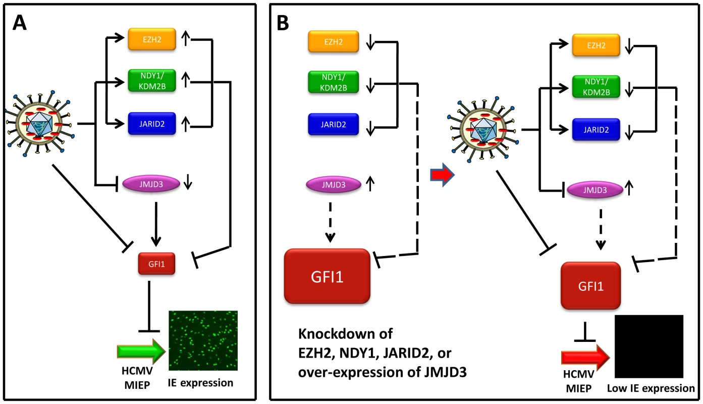 Infection by HCMV depends on the downregulation of GFI1, a repressor of immediate-early gene transcription.