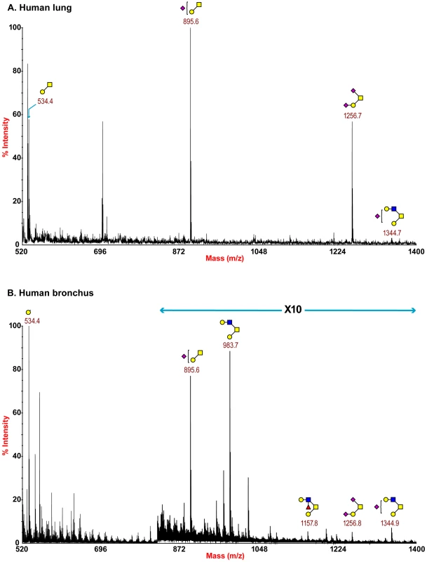 O-glycan profile of lung and bronchus.