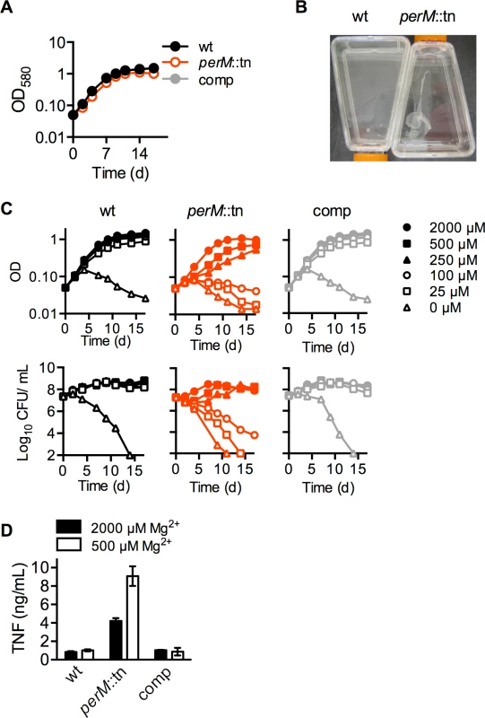 PerM is required for replication and survival in reduced magnesium.