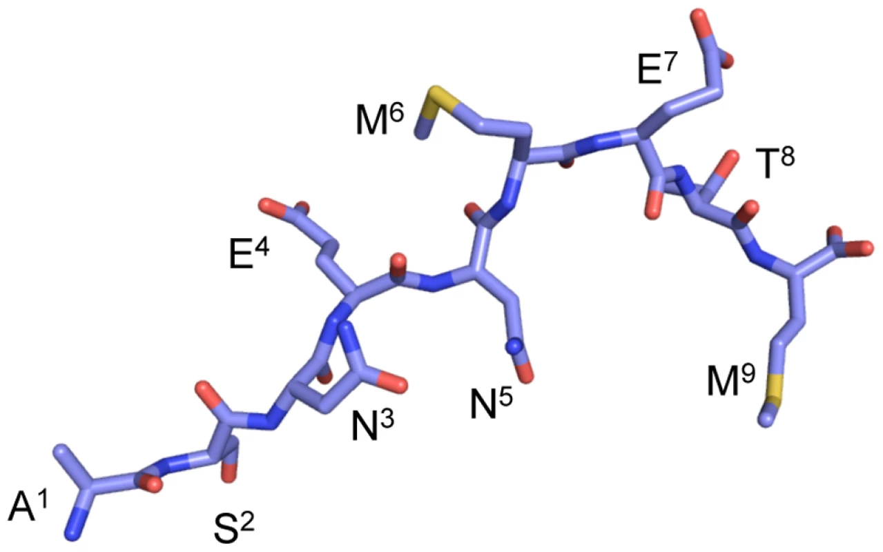 A stick conformation illustrating how the influenza NP<sub>366–374</sub> interacts with H-2D<sup>b</sup>.