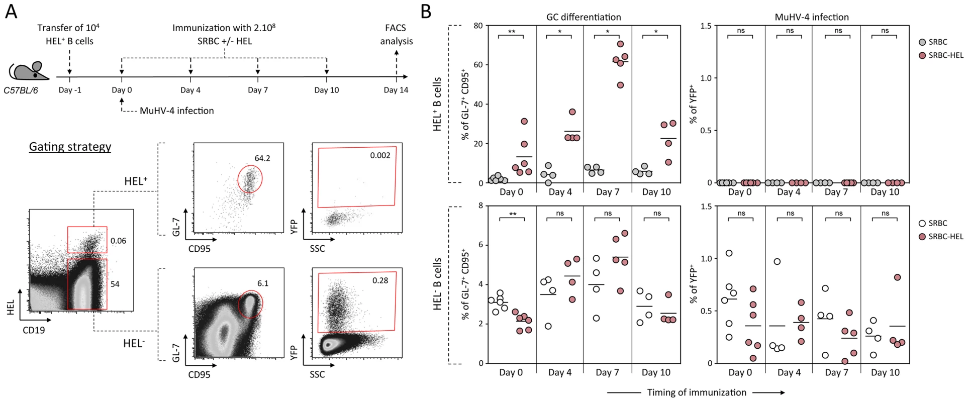 Activated HEL<sup>+</sup> B cells remain refractory to MuHV-4 infection.