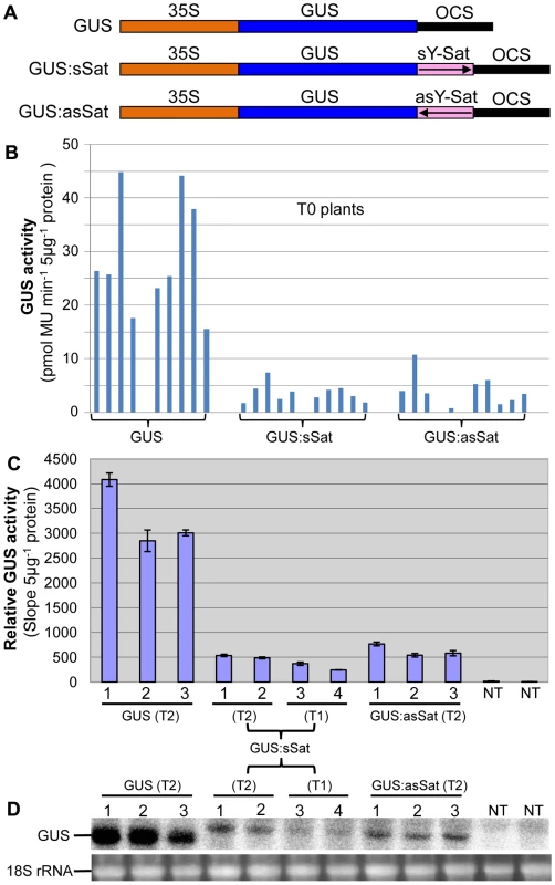 The 35S-GUS:Sat fusion transgenes show repressed expression in <i>N. tabacum</i> in comparison to the 35S-GUS transgene.