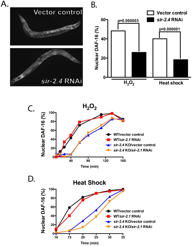 SIR-2.4, but not SIR-2.1, is required for stress-induced DAF-16 nuclear localization.