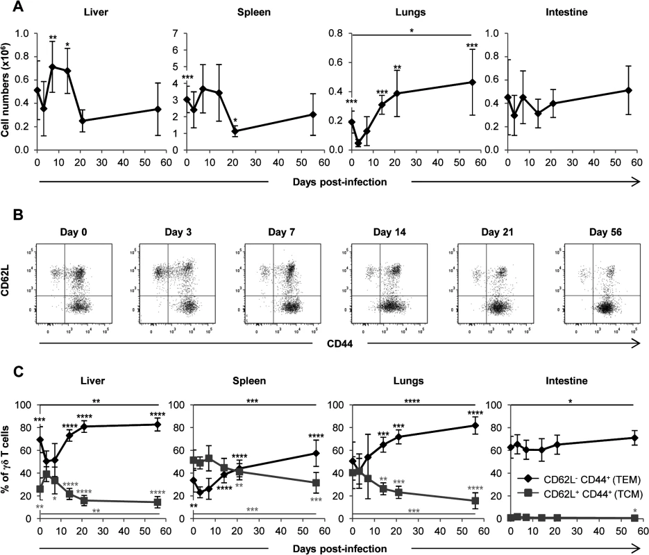 Mobilization of γδ T cells in MCMV-infected organs from TCRα<sup>−/−</sup> mice.