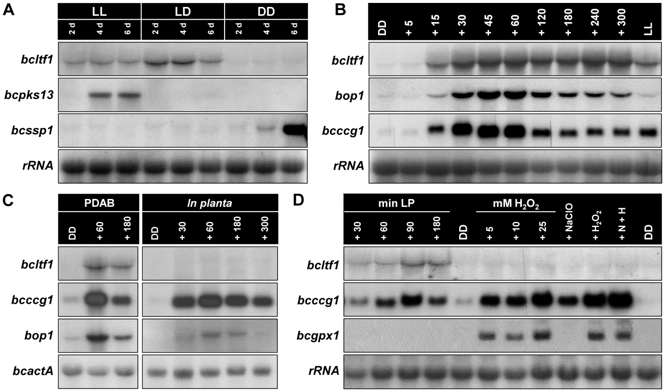 Expression of <i>bcltf1</i> depends on light.