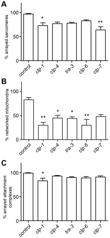 Calpains are important for development of <i>C. elegans</i> muscle.