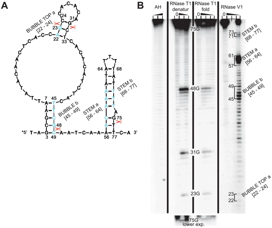 RNA structure probing of the 5′ enhancer of uORF1.