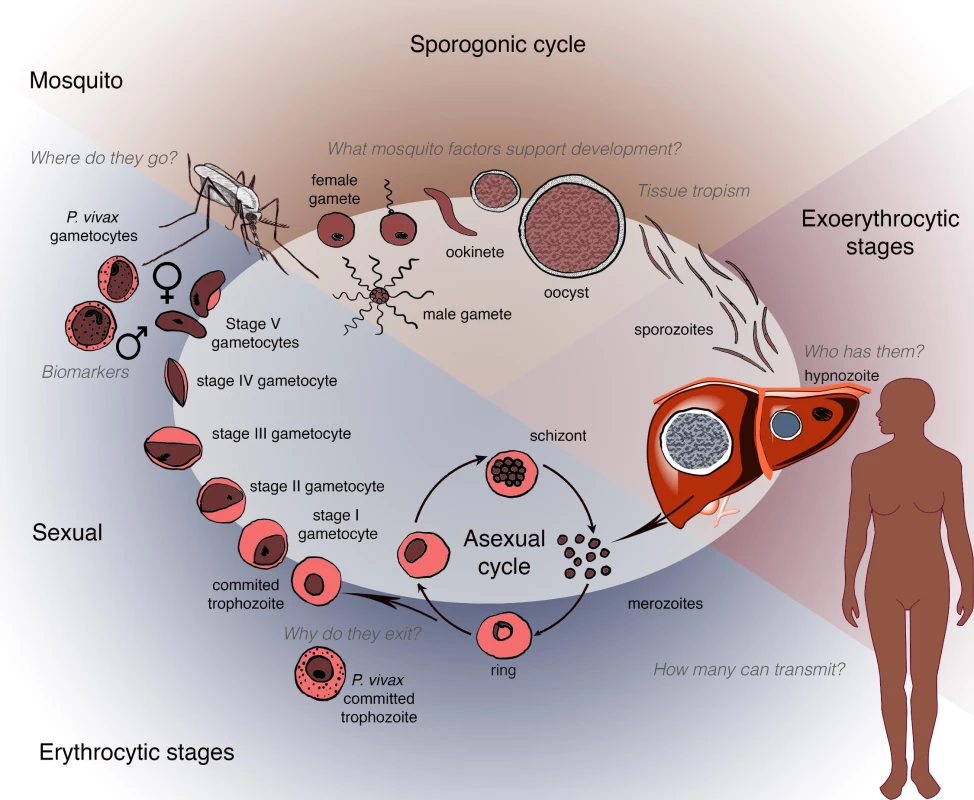 Schematic depicting the human and mosquito life cycles of <i>Plasmodium</i>, highlighting critical questions at specific points within the life cycle.