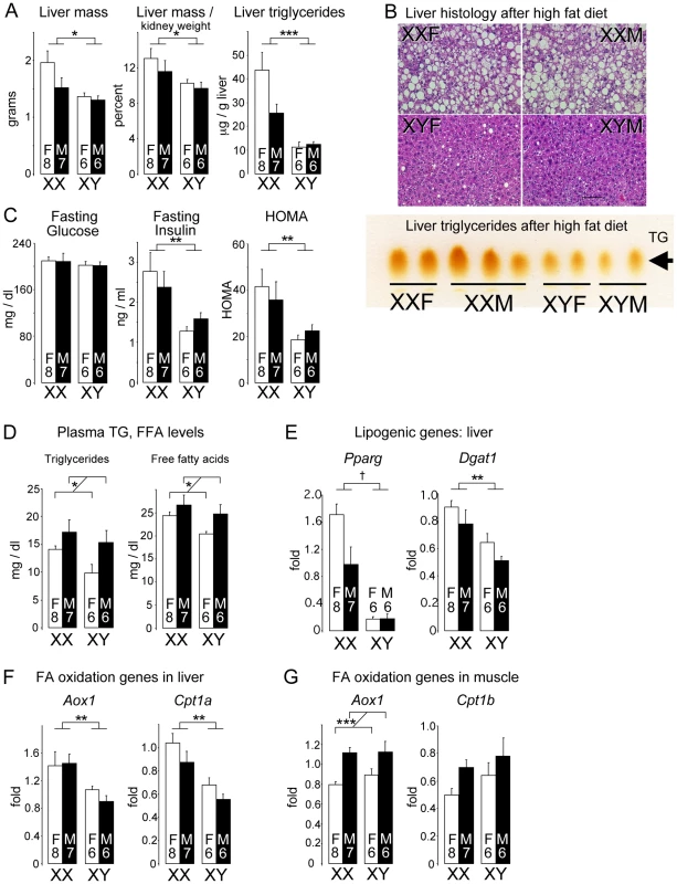 Diet-induced fatty liver and impaired glucose homeostasis are more pronounced in XX than XY mice.