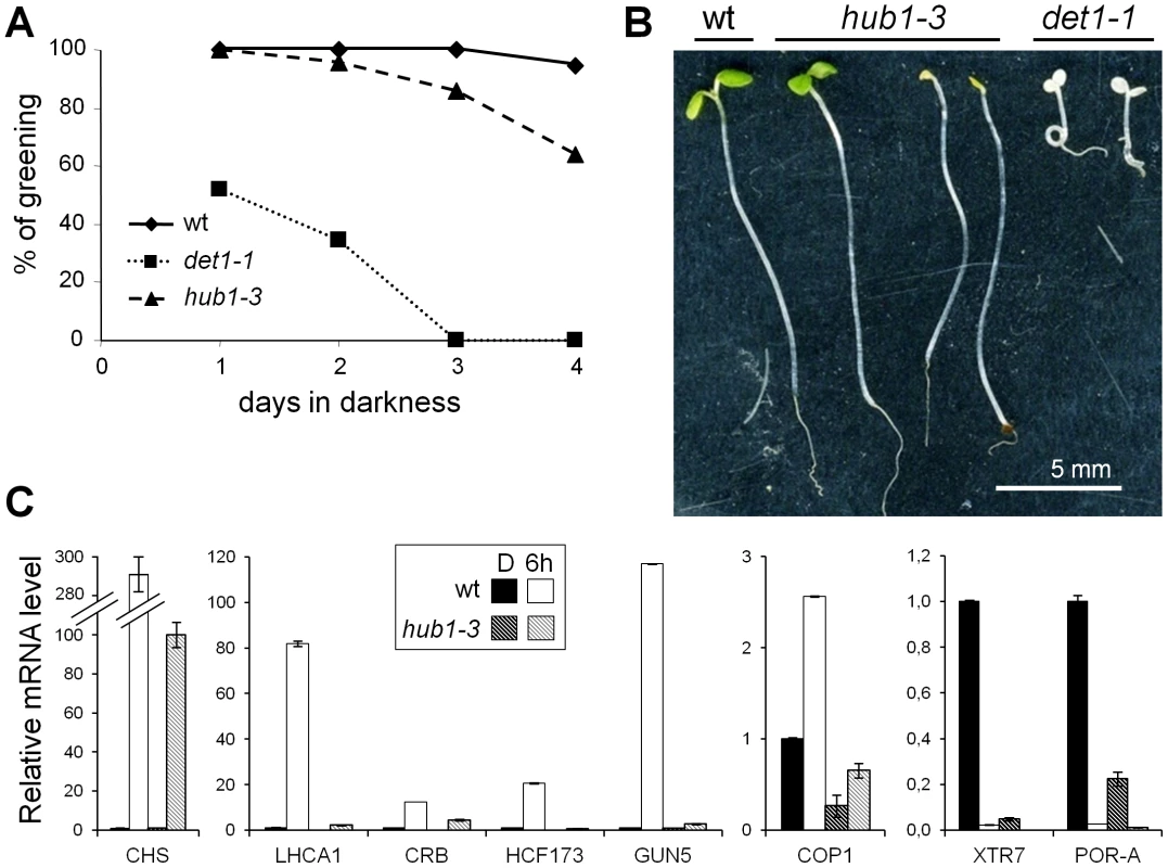 The <i>hub1-3</i> mutant is affected in de-etiolation.