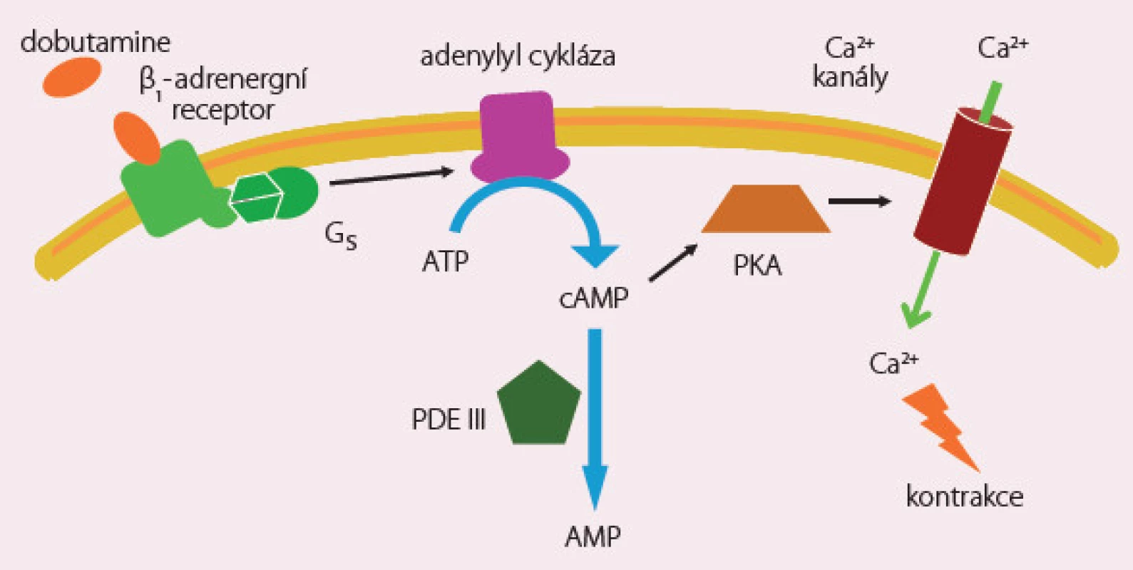 Dobutamine – mechanizmus účinku.