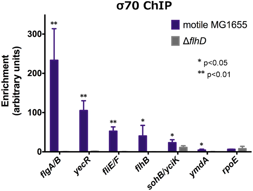FlhDC is required for σ<sup>70</sup>:RNAP recruitment to FlhDC-dependent promoters.