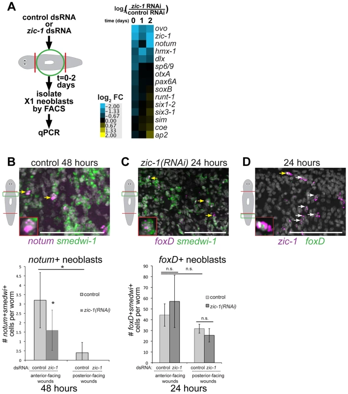<i>zic-1</i> controls utilization of <i>foxD+smedwi-1+</i> progenitors for <i>notum</i> expression and anterior pole formation.