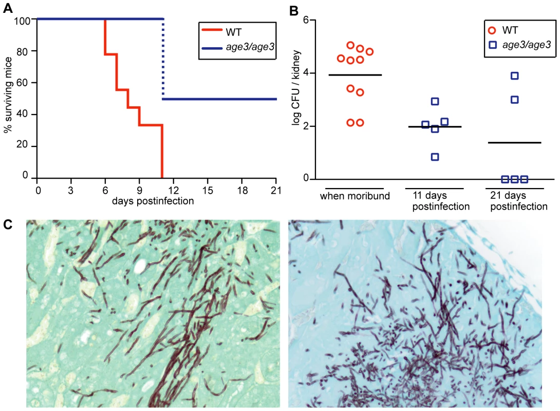 Genetic compromise of ARF cycling in <i>C. albicans</i> results in avirulence in a WT mouse model of disseminated disease.