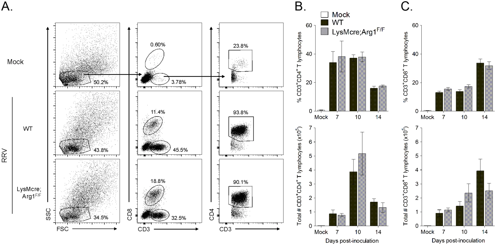Similar frequencies and total number of CD4<sup>+</sup> and CD8<sup>+</sup> T cells in inflamed muscle tissues of WT and LysMcre;Arg1<sup>F/F</sup> mice at 7, 10, and 14 dpi.