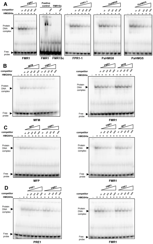 Electrophoretic mobility shift assays with PaHMG5.