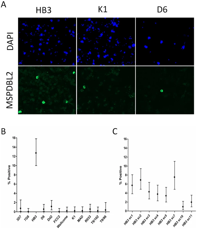 Immunofluorescent FITC labelling of the MSPDBL2 antigen.