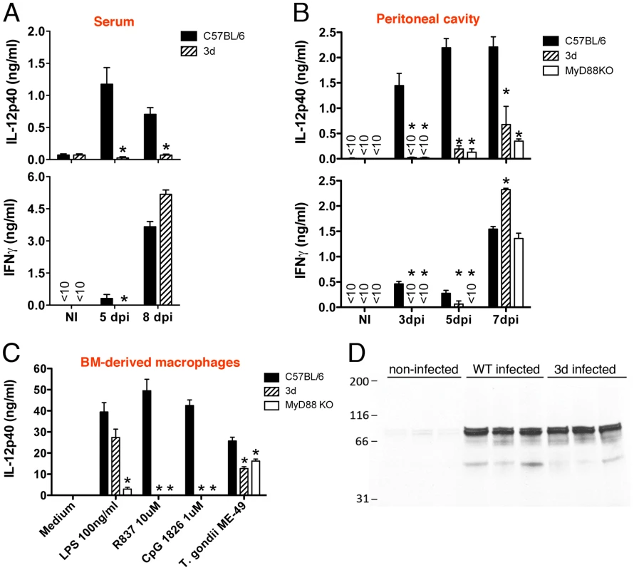 UNC93B1 mutation affects IL-12 and early IFNγ production.