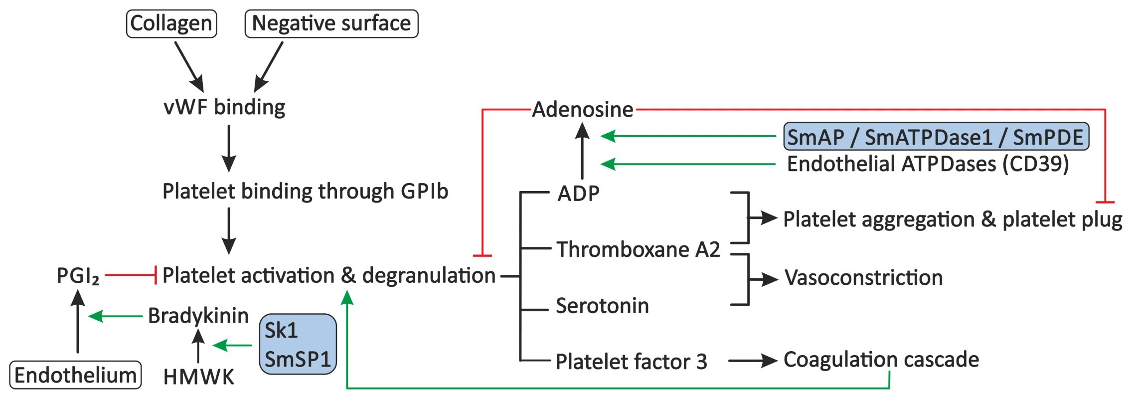 Proposed modulation of primary haemostasis by schistosomes.