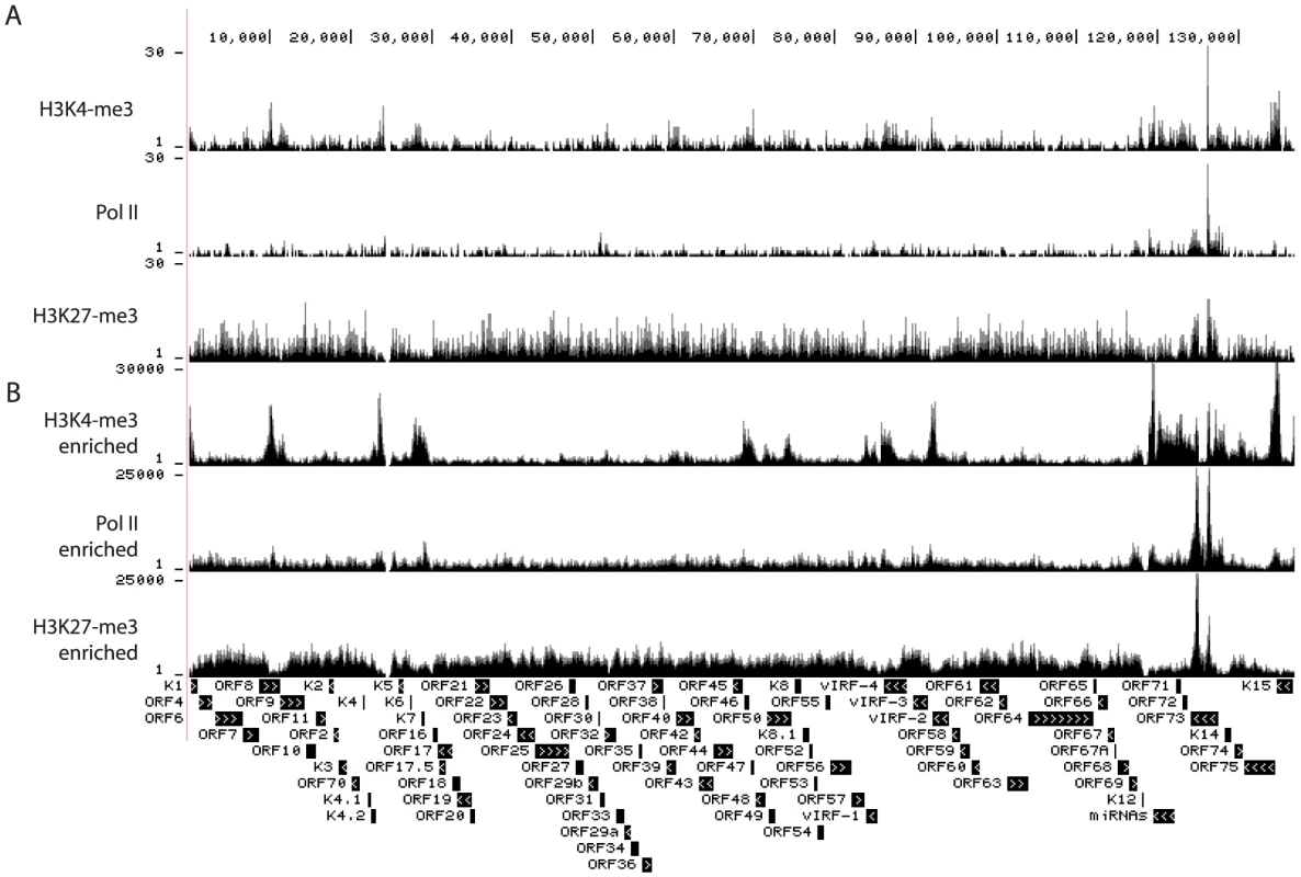 Occupancy by H3K4me3, H3K27me3, and Pol II on the viral episomes in TIVE-LTC cells.