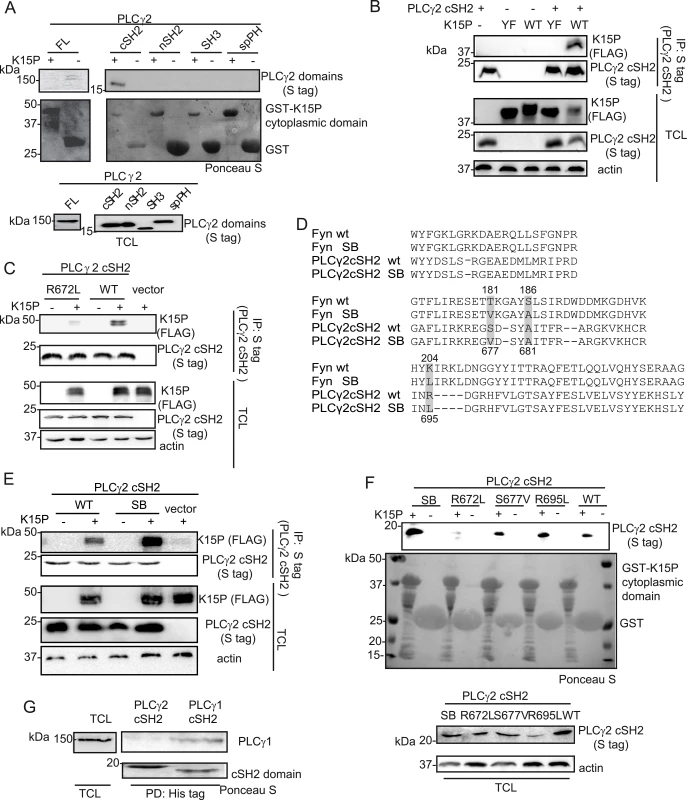 The isolated PLCγ2 cSH2 domain binds to K15.