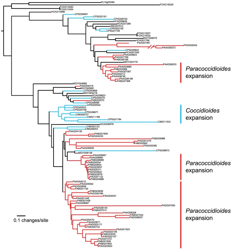 Phylogenetic relationships of FunK1 kinases estimated by maximum likelihood with RAxML <em class="ref">[<b>103</b>]</em>.