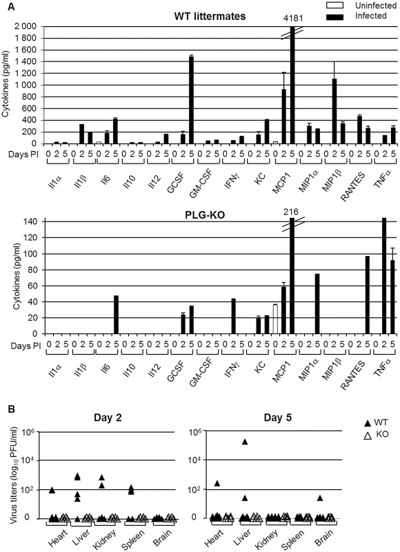Plasminogen-deficiency prevents severe inflammation and virus dissemination.