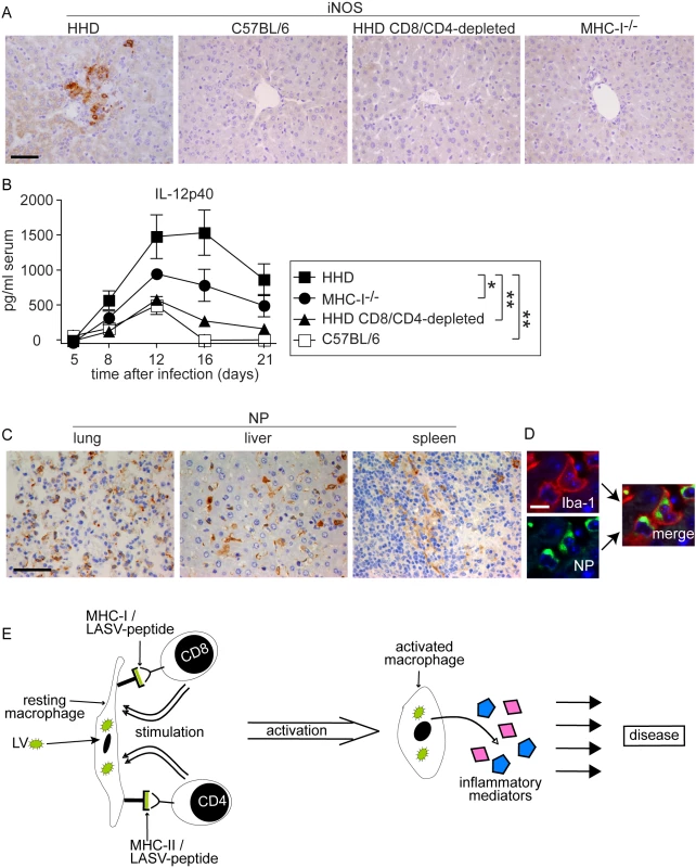 Monocytes/macrophages represent a major target of LASV and produce inflammatory mediators in a T cell-dependent fashion.