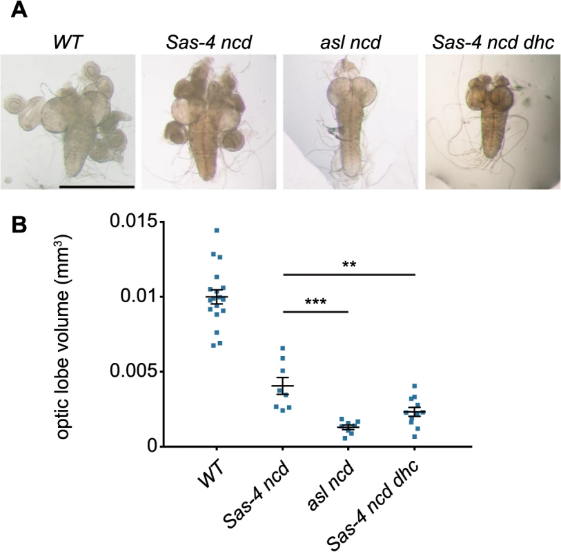 Acentriolar spindle pole focusing by dynein can ameliorate proliferation defects observed in the absence of centrioles and Ncd.