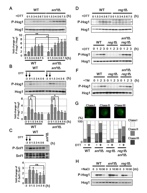 Snf1 inhibits Hog1 activation in ER stress response.