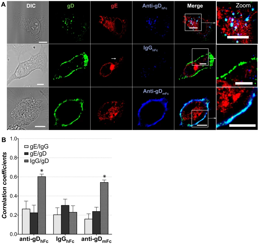Localization of gE-gI, gD and IgG under ABB-permissive and non-permissive conditions.