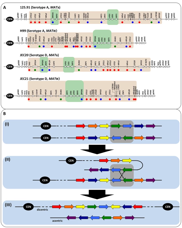 Diagrams of the <i>MAT</i> loci of <i>C. neoformans</i> var. <i>grubii</i> and var. <i>neoformans</i> and illustration of meiotic recombination within inverted chromosomal region.