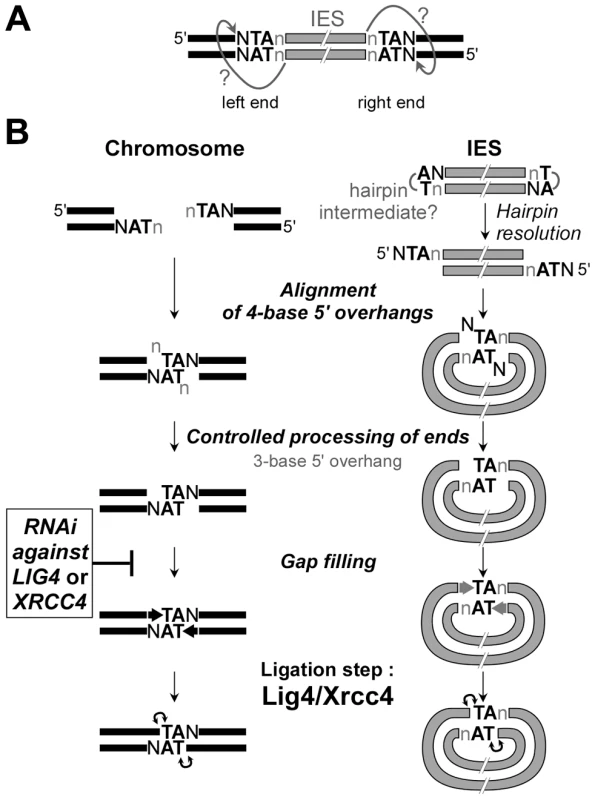 Model for IES excision in <i>P. tetraurelia.</i>