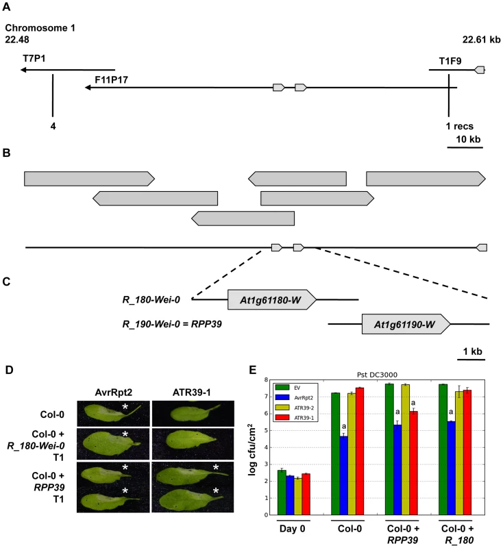 Map-based cloning of <i>RPP39</i>.