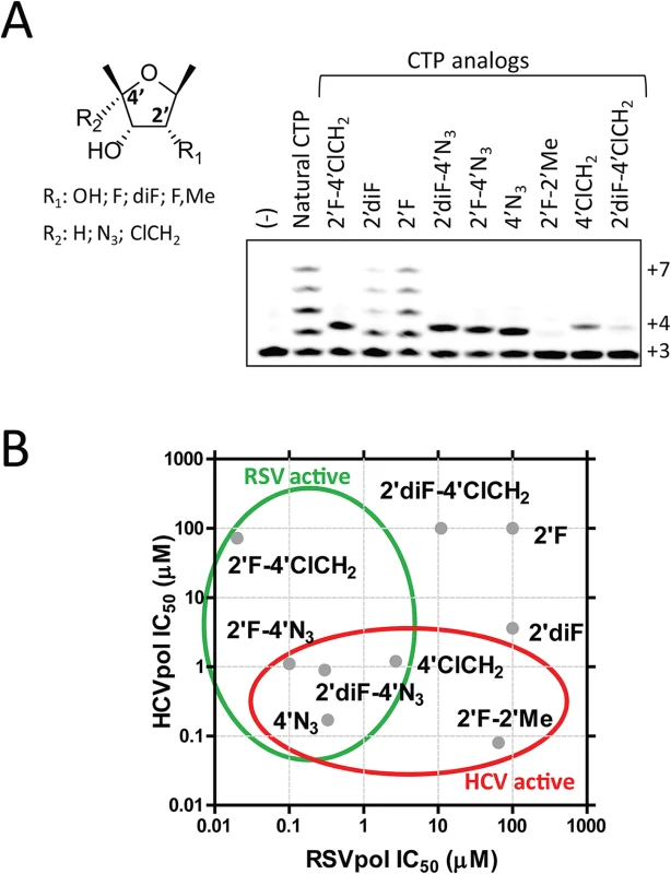 Identification of dual RSV/HCV polymerase inhibitors.