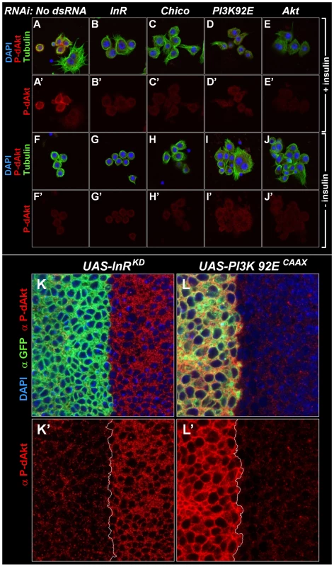 Specificity of anti P-dAkt.