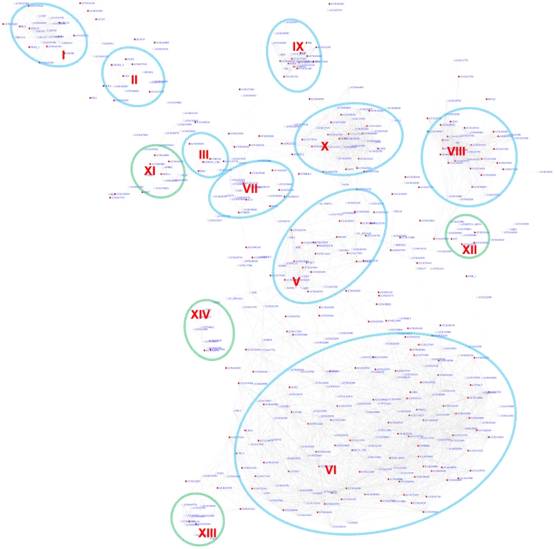 A sub-network for the G-box motif based on the motif position bias analysis.